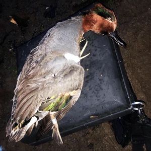 Meet your Posher, Zack